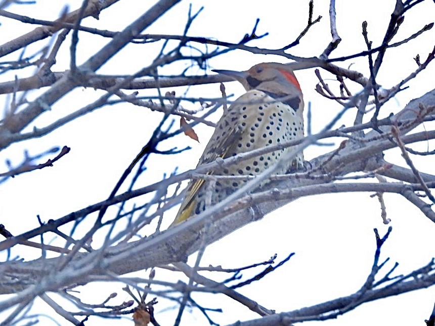 Northern Flicker - ML647007197