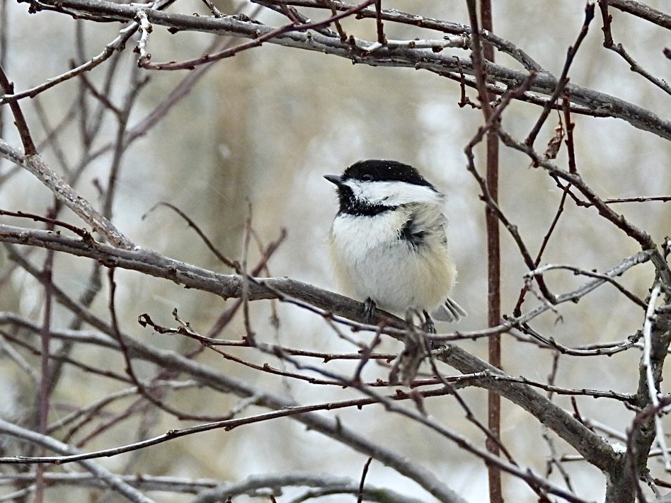 Black-capped Chickadee - ML647007201
