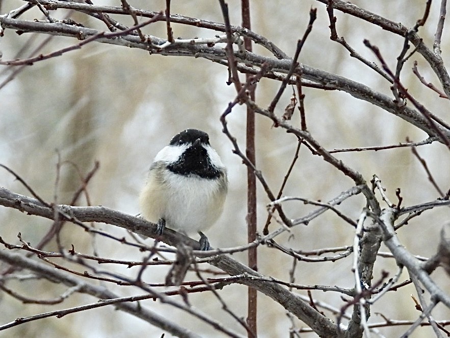 Black-capped Chickadee - ML647007202