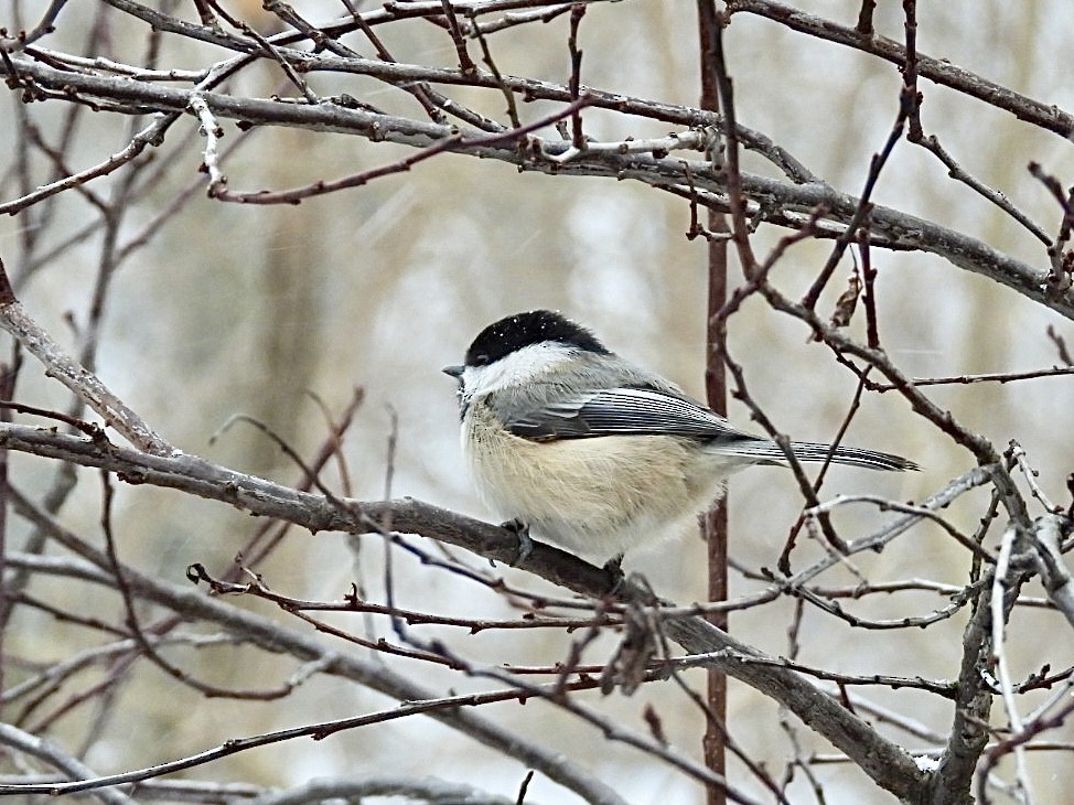 Black-capped Chickadee - ML647007203