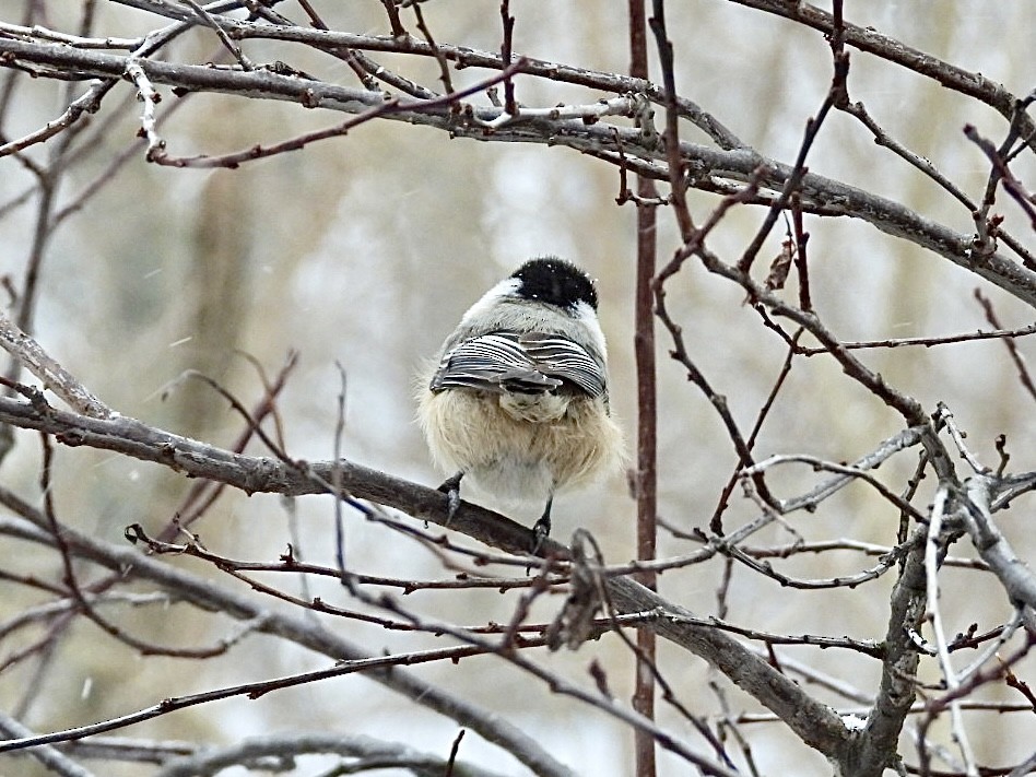 Black-capped Chickadee - ML647007204