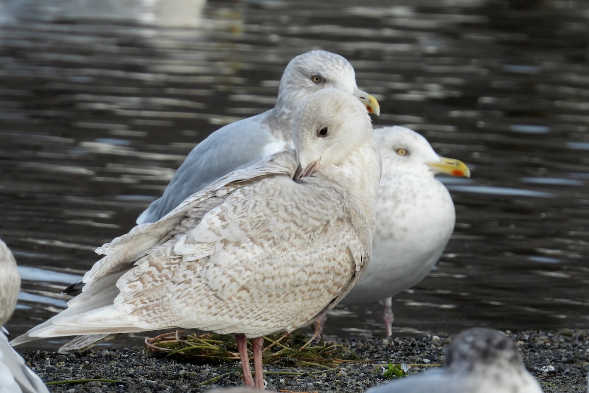 Iceland Gull (kumlieni) - ML647007205