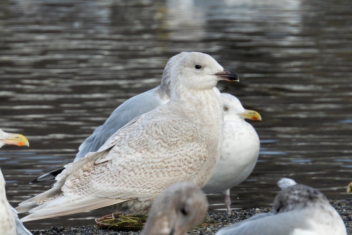 Iceland Gull (kumlieni) - ML647007206