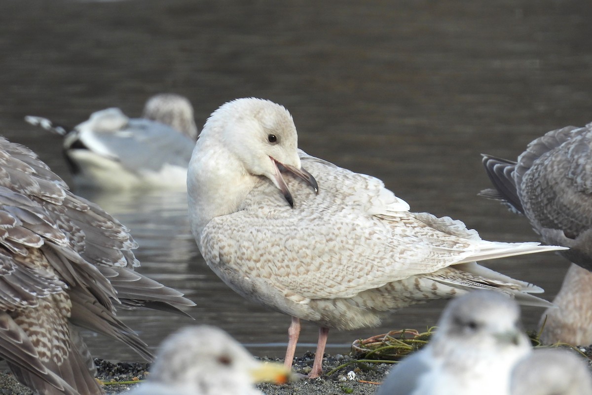 Iceland Gull (kumlieni) - ML647007208