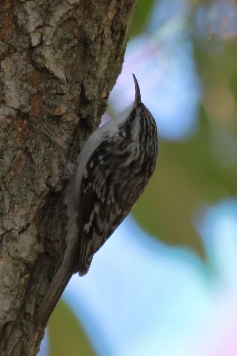 Brown Creeper - ML647007211