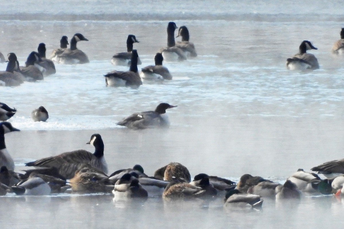 Common Merganser - ML647007212