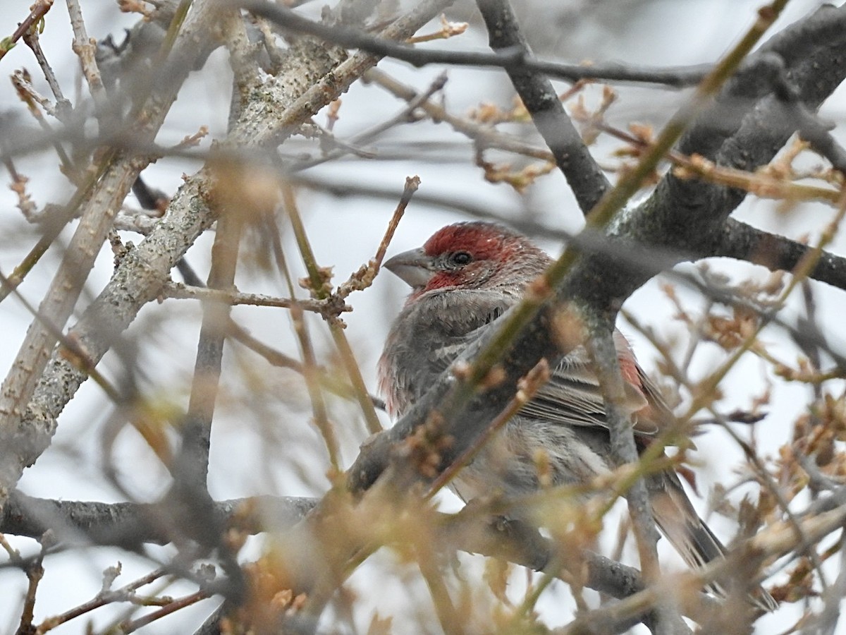 House Finch - ML647007213