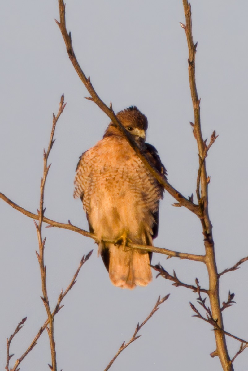 Red-tailed Hawk - ML647007215