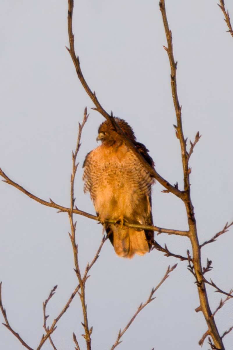 Red-tailed Hawk - ML647007216