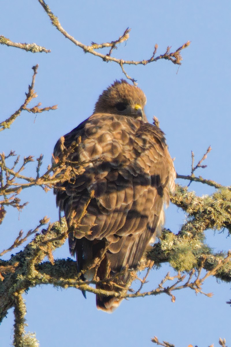 Red-tailed Hawk - ML647007217