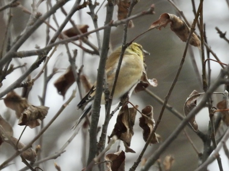 American Goldfinch - ML647007218