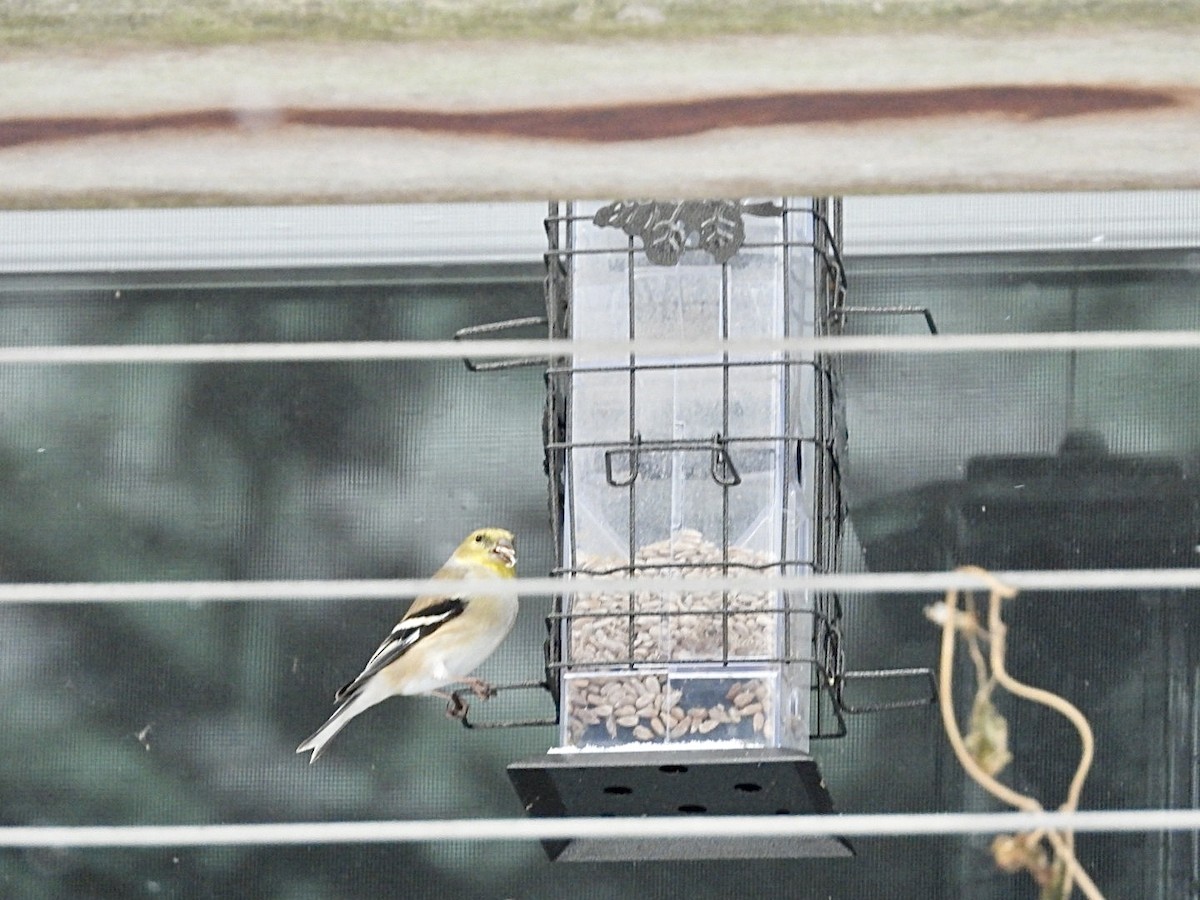 American Goldfinch - ML647007219
