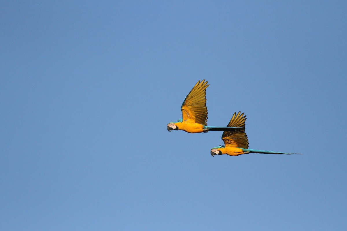 Blue-and-yellow Macaw - ML647007224