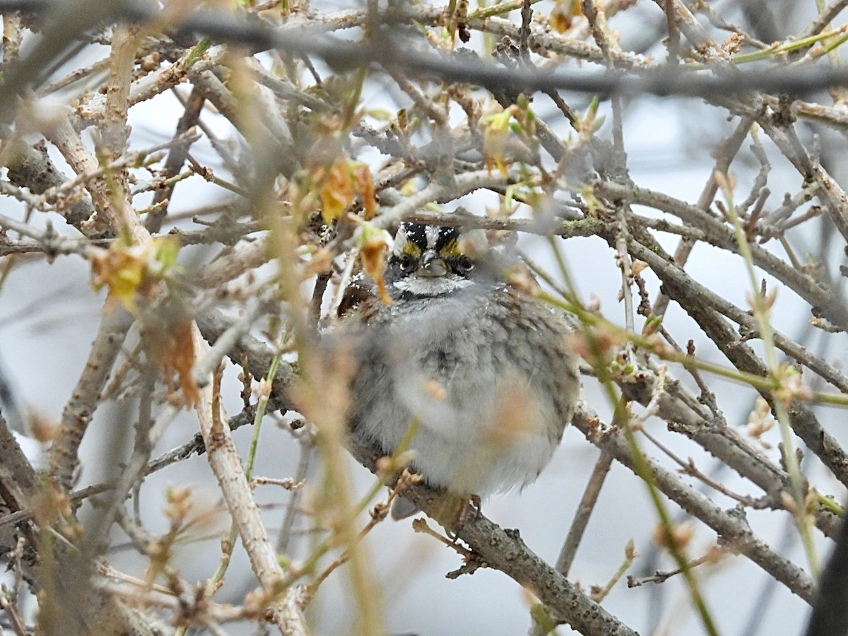 White-throated Sparrow - ML647007226