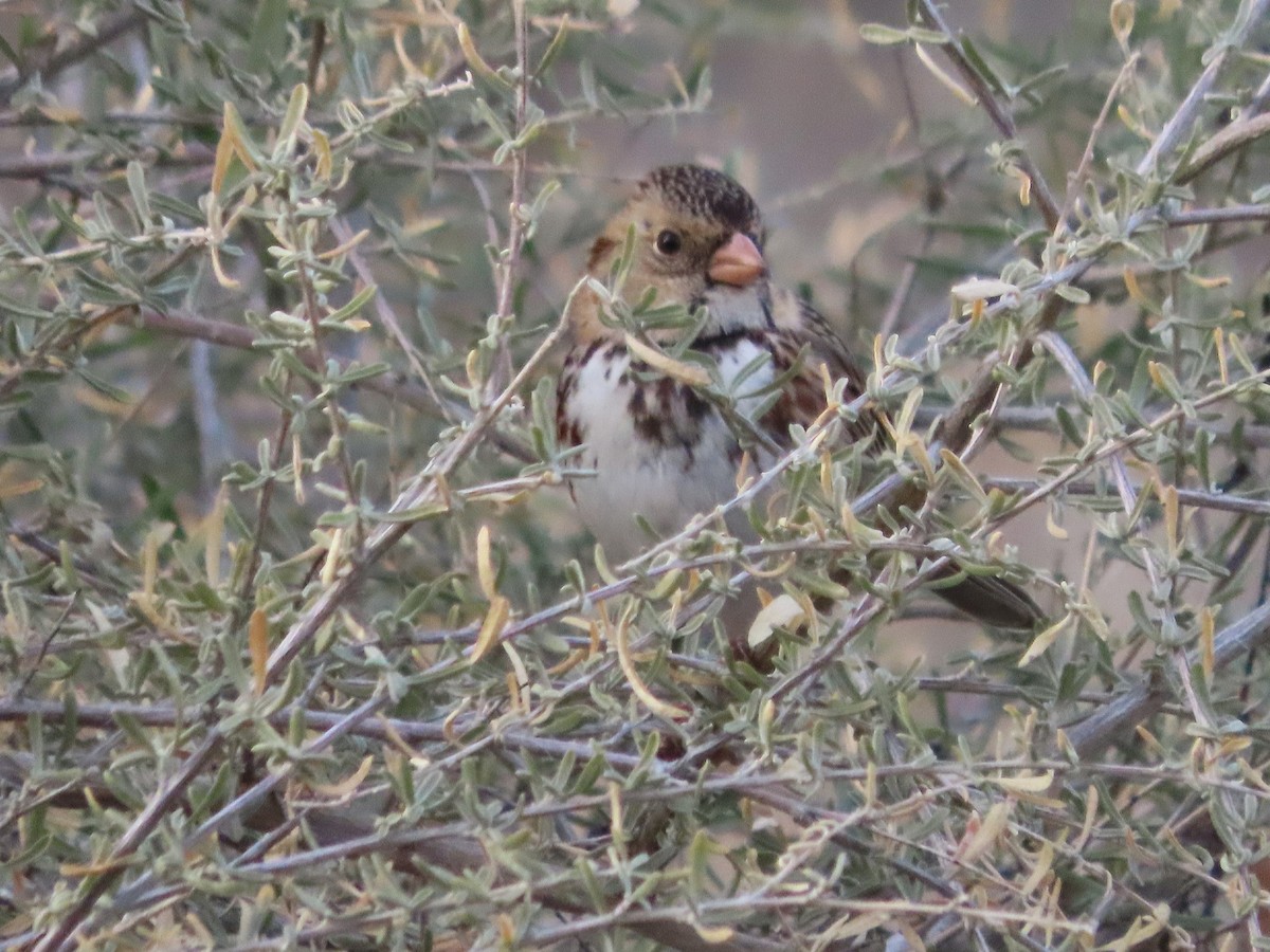 Harris's Sparrow - ML647007236