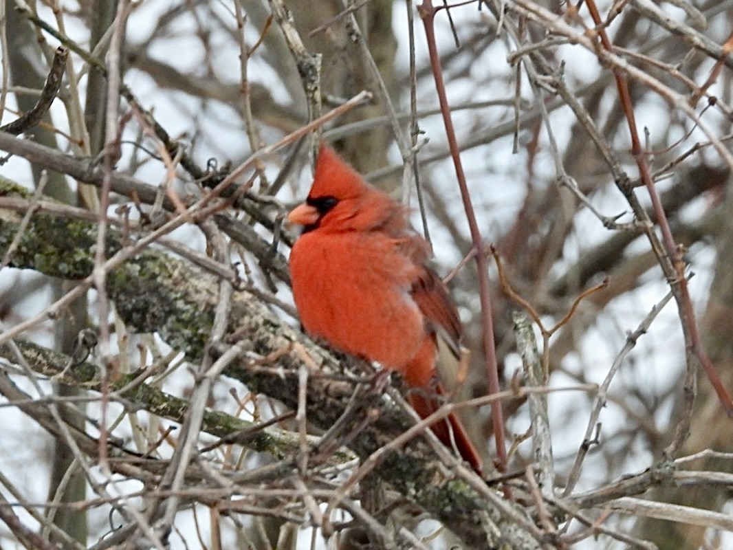 Cardinal rouge - ML647007237