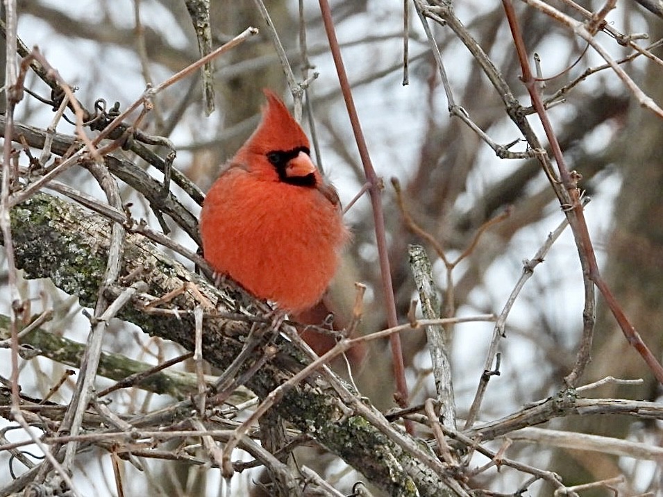 Cardinal rouge - ML647007238