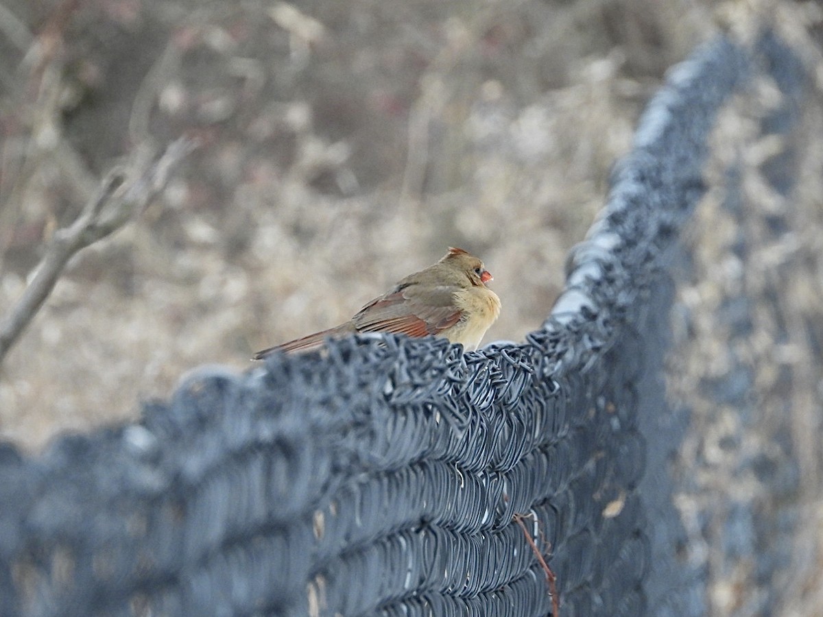 Cardinal rouge - ML647007239