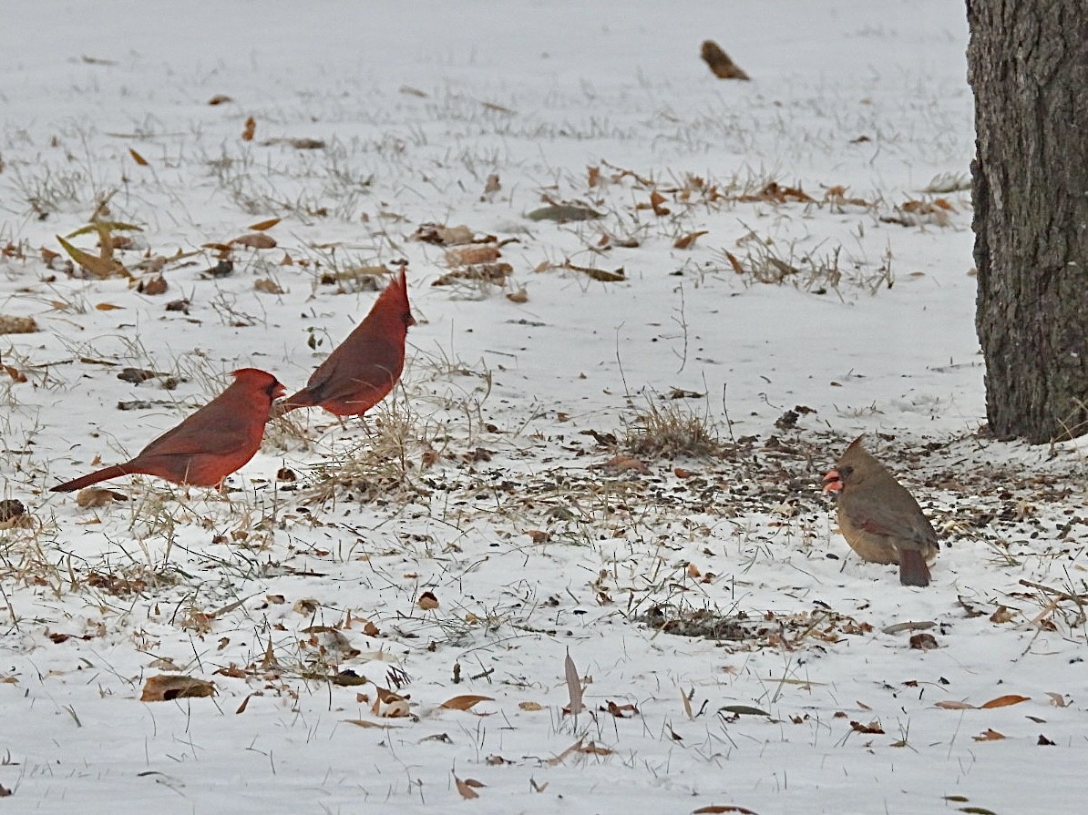 Cardinal rouge - ML647007240