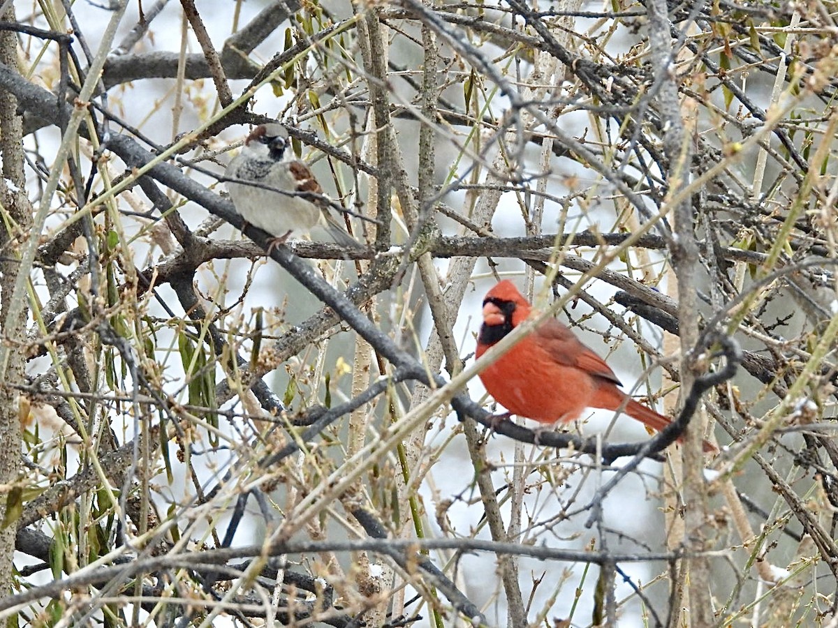 Cardinal rouge - ML647007241