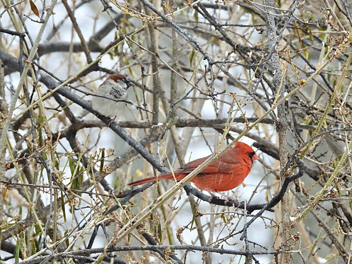 Cardinal rouge - ML647007242
