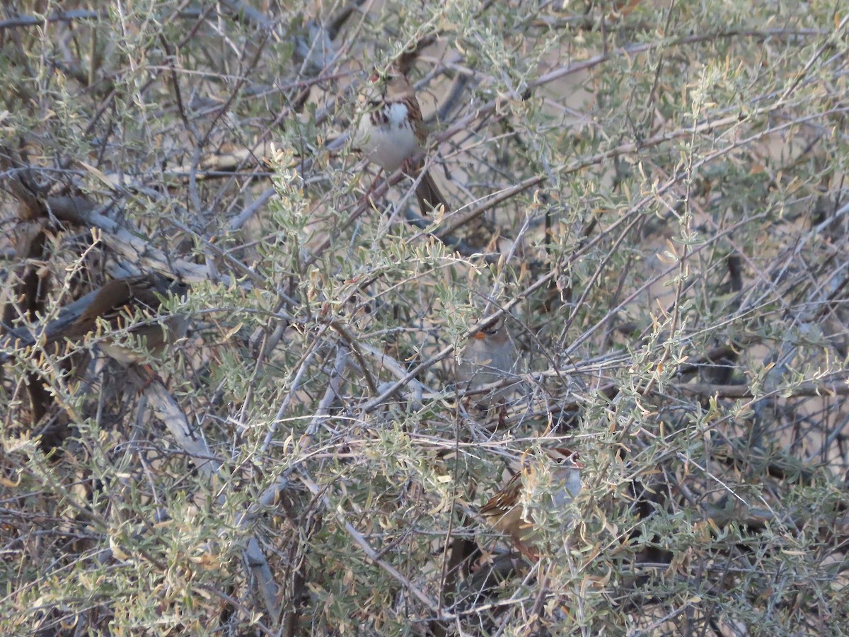 Harris's Sparrow - ML647007243