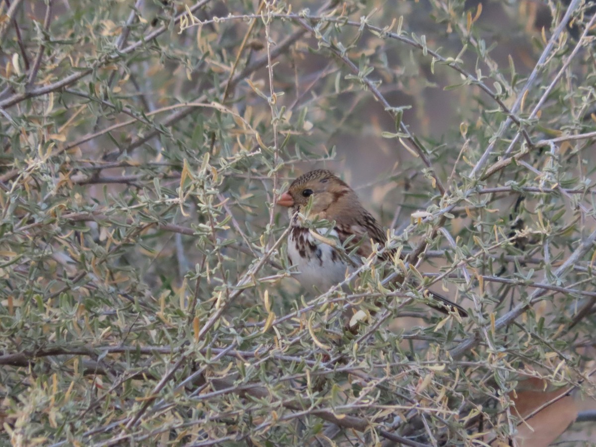 Harris's Sparrow - ML647007246