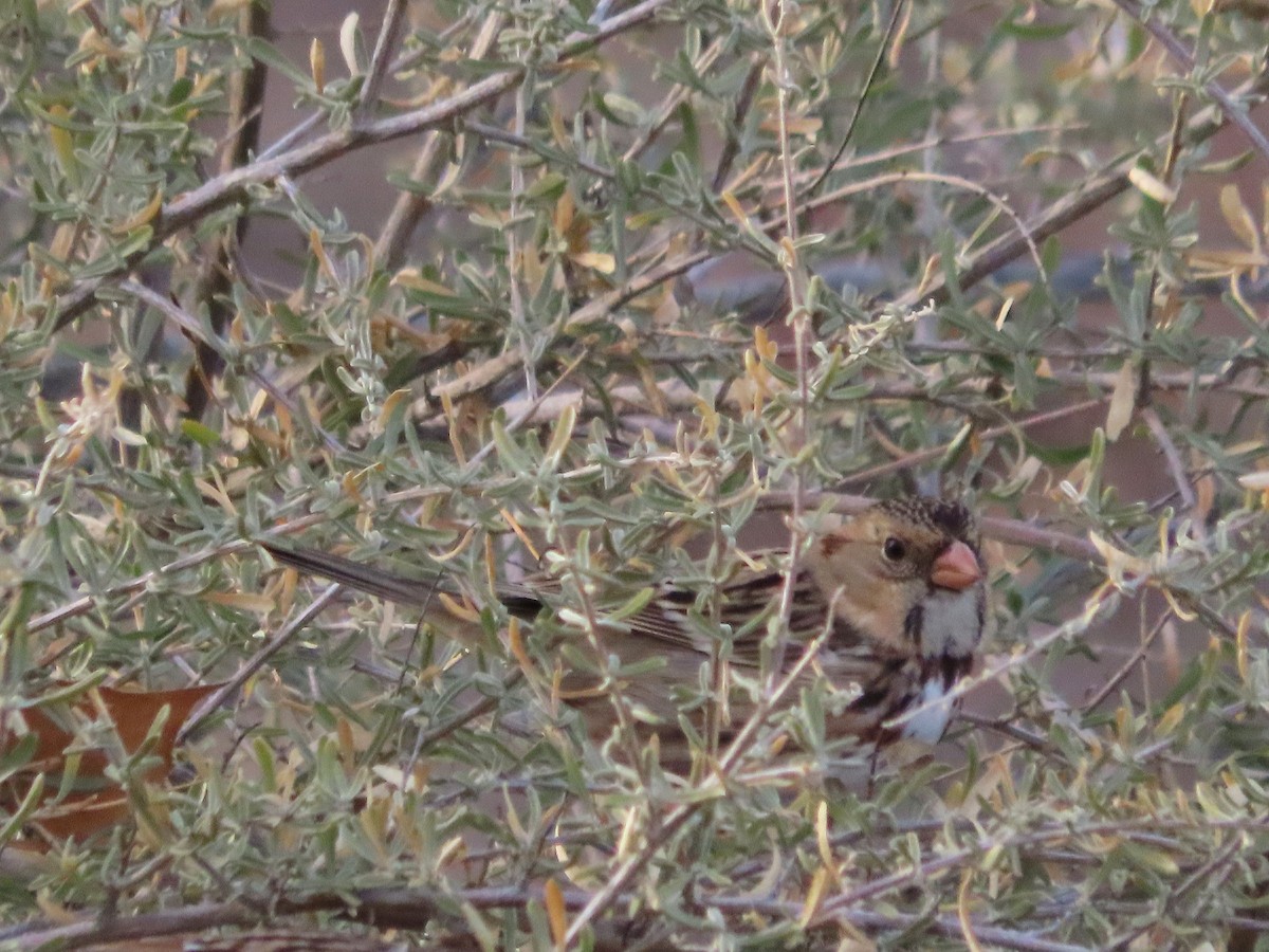 Harris's Sparrow - ML647007248