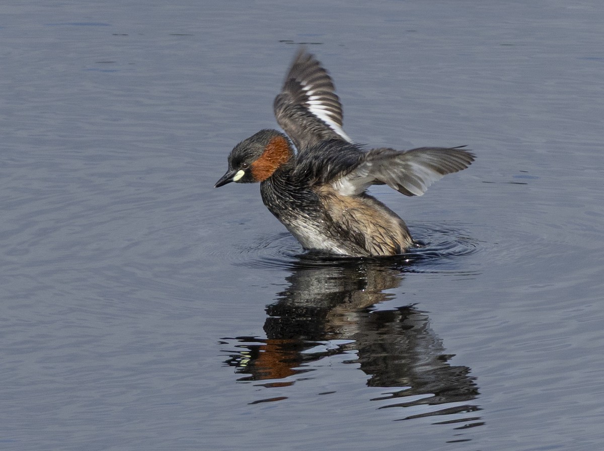 Little Grebe (Little) - ML647007249