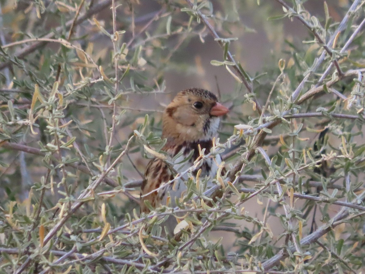Harris's Sparrow - ML647007250