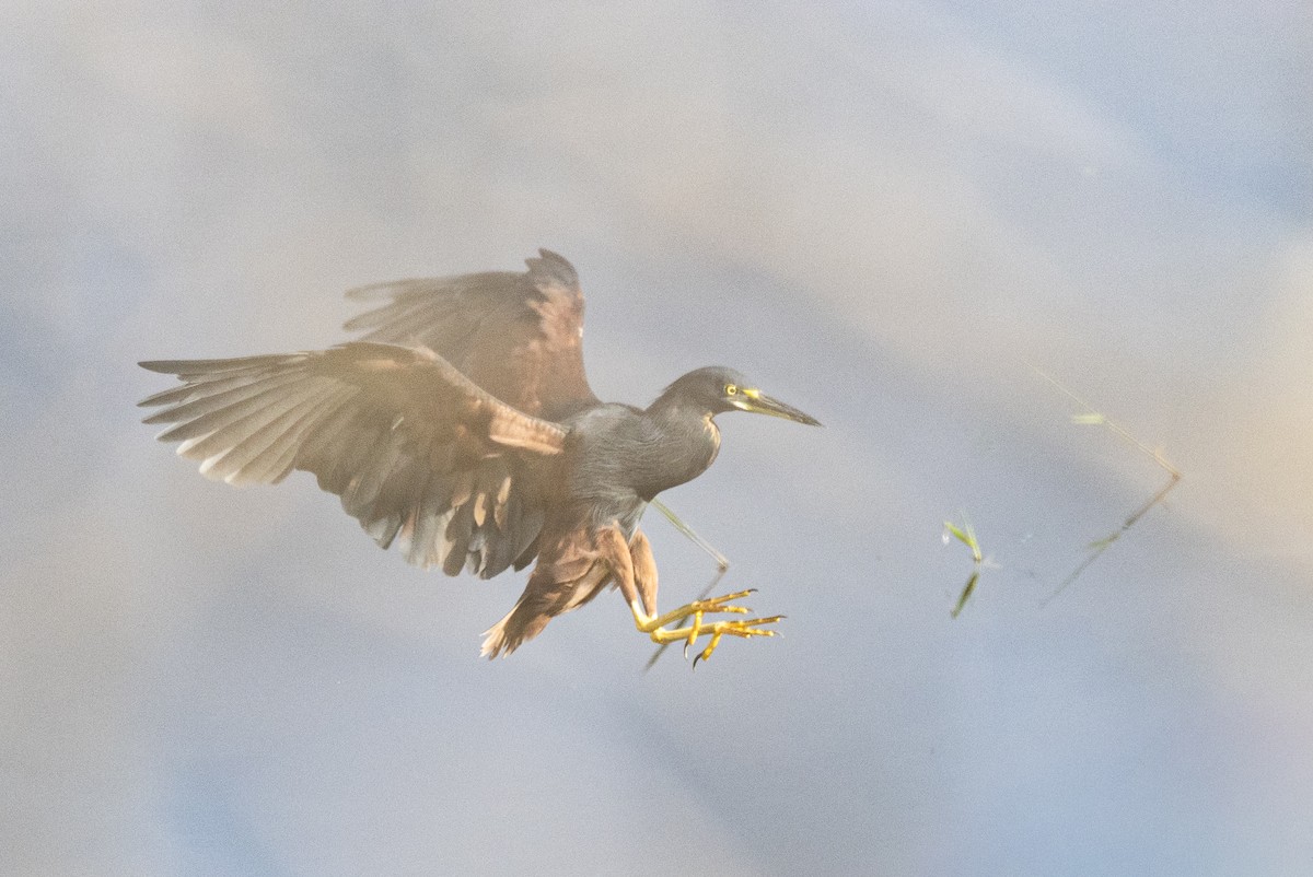 Rufous-bellied Heron - ML647007256