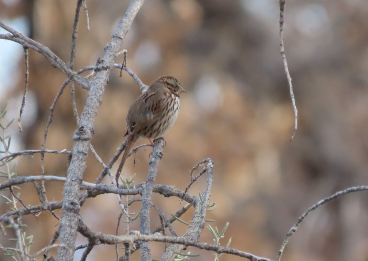 Song Sparrow - ML647007257