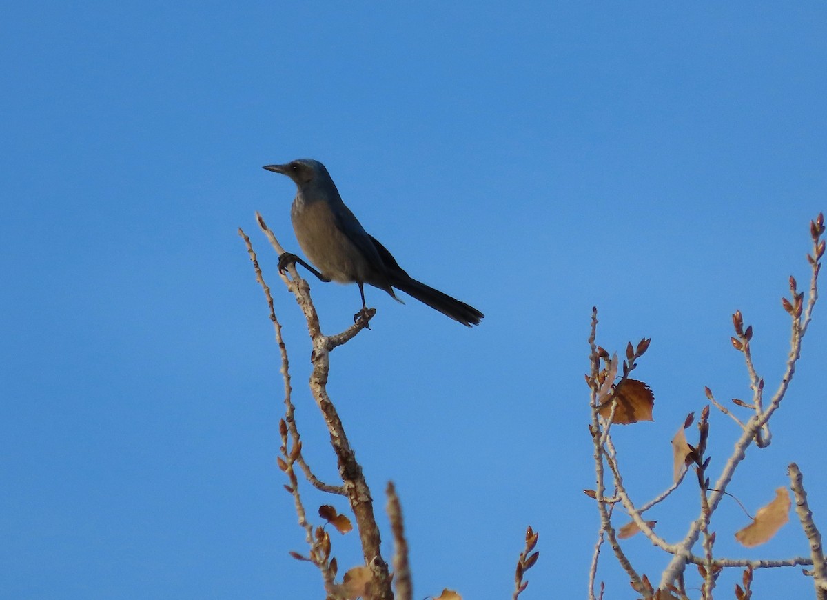 Geai de Woodhouse (groupe woodhouseii) - ML647007263