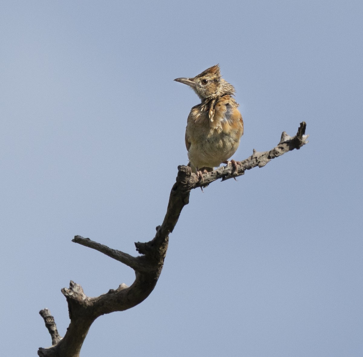 Rufous-naped Lark (Rufous-naped) - ML647007264