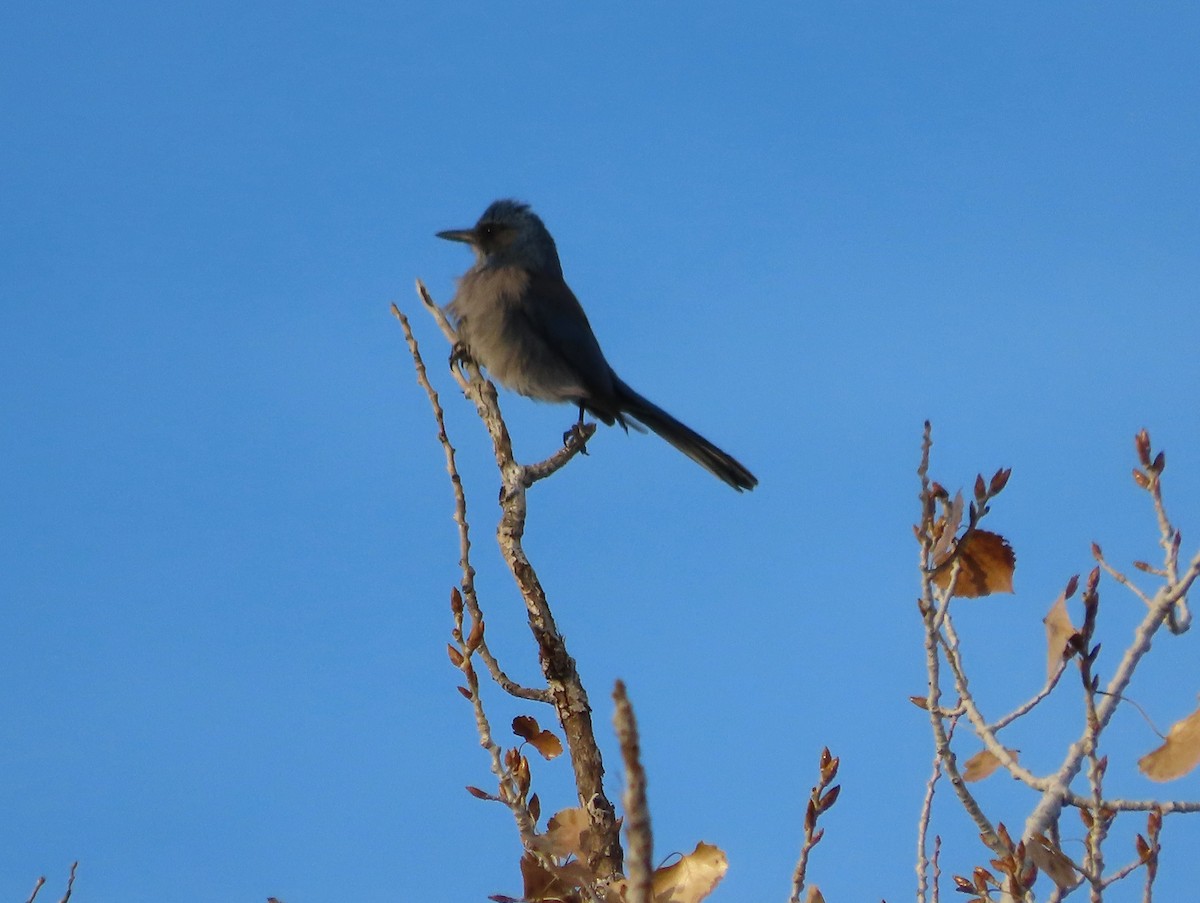 Geai de Woodhouse (groupe woodhouseii) - ML647007265