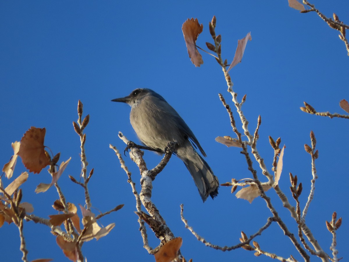 Geai de Woodhouse (groupe woodhouseii) - ML647007266