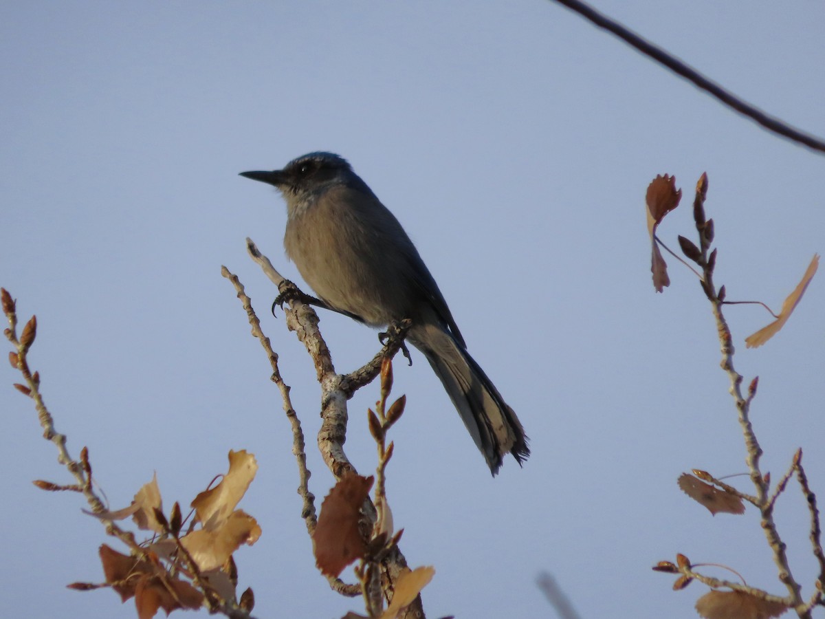 Geai de Woodhouse (groupe woodhouseii) - ML647007267