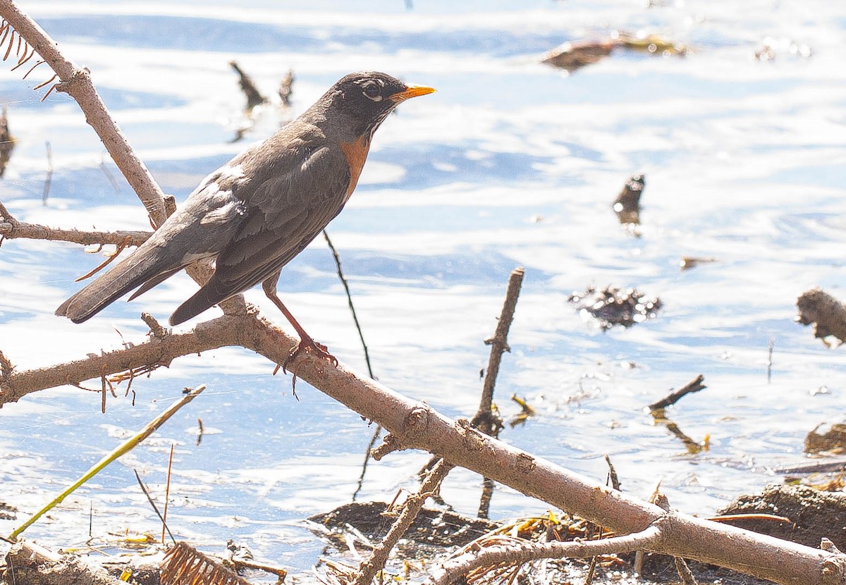 American Robin - ML647007268