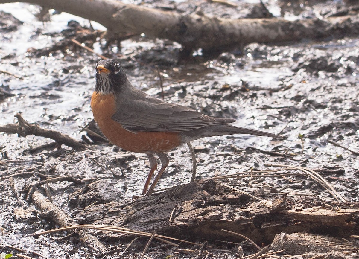 American Robin - ML647007269