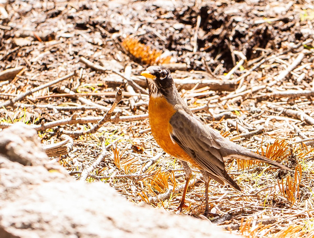 American Robin - ML647007270