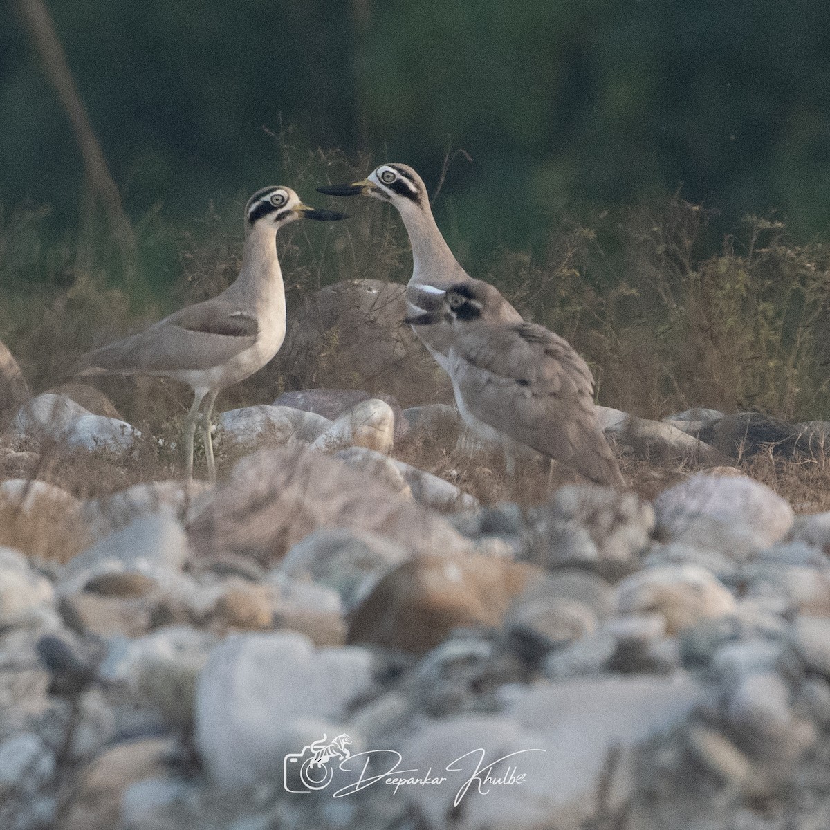 כרוון ענק - ML647007271