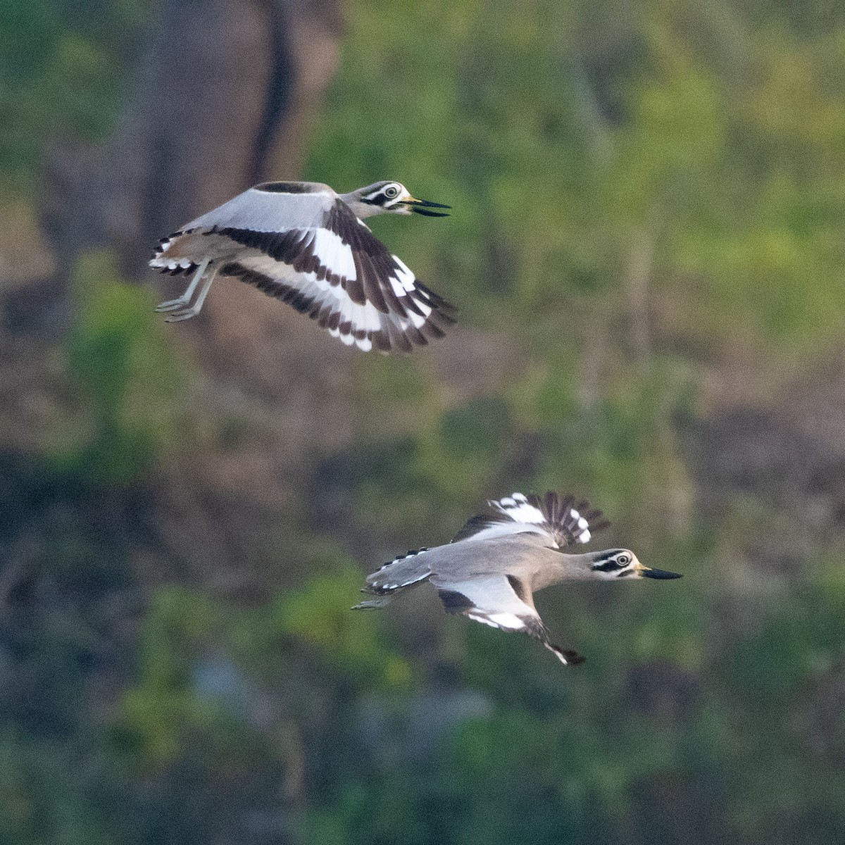 כרוון ענק - ML647007272