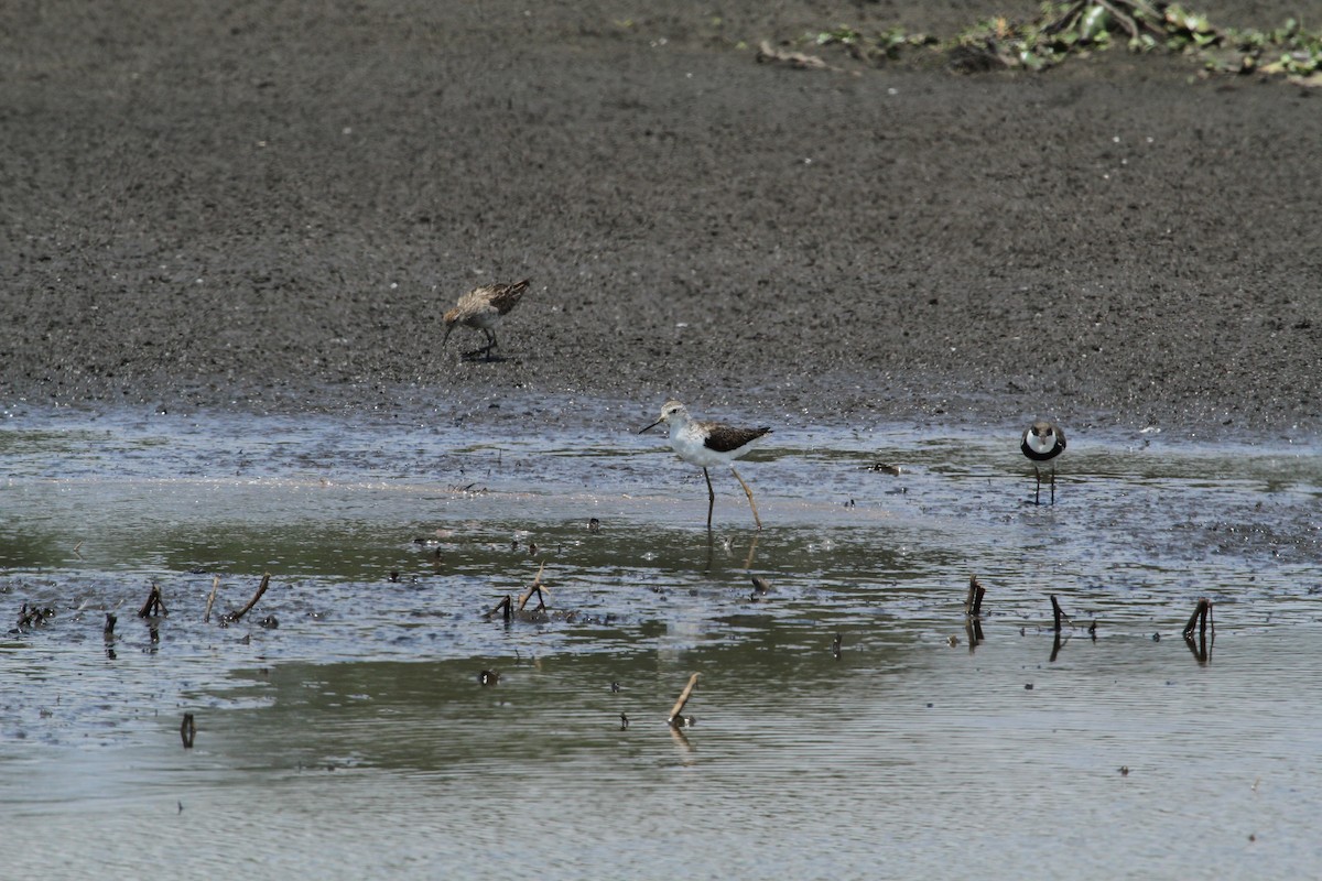 小青足鷸 - ML647007279