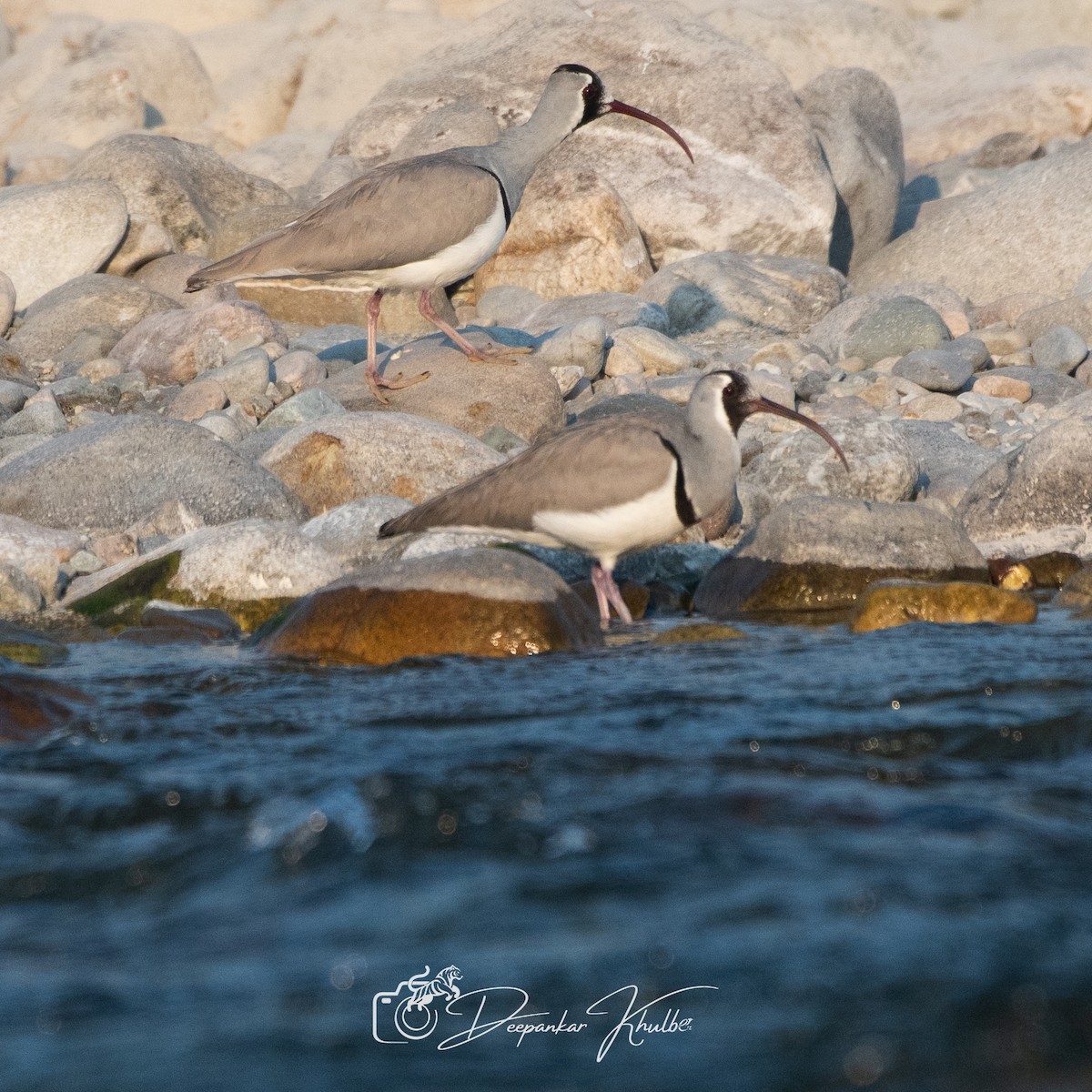 Ibisbill - ML647007280