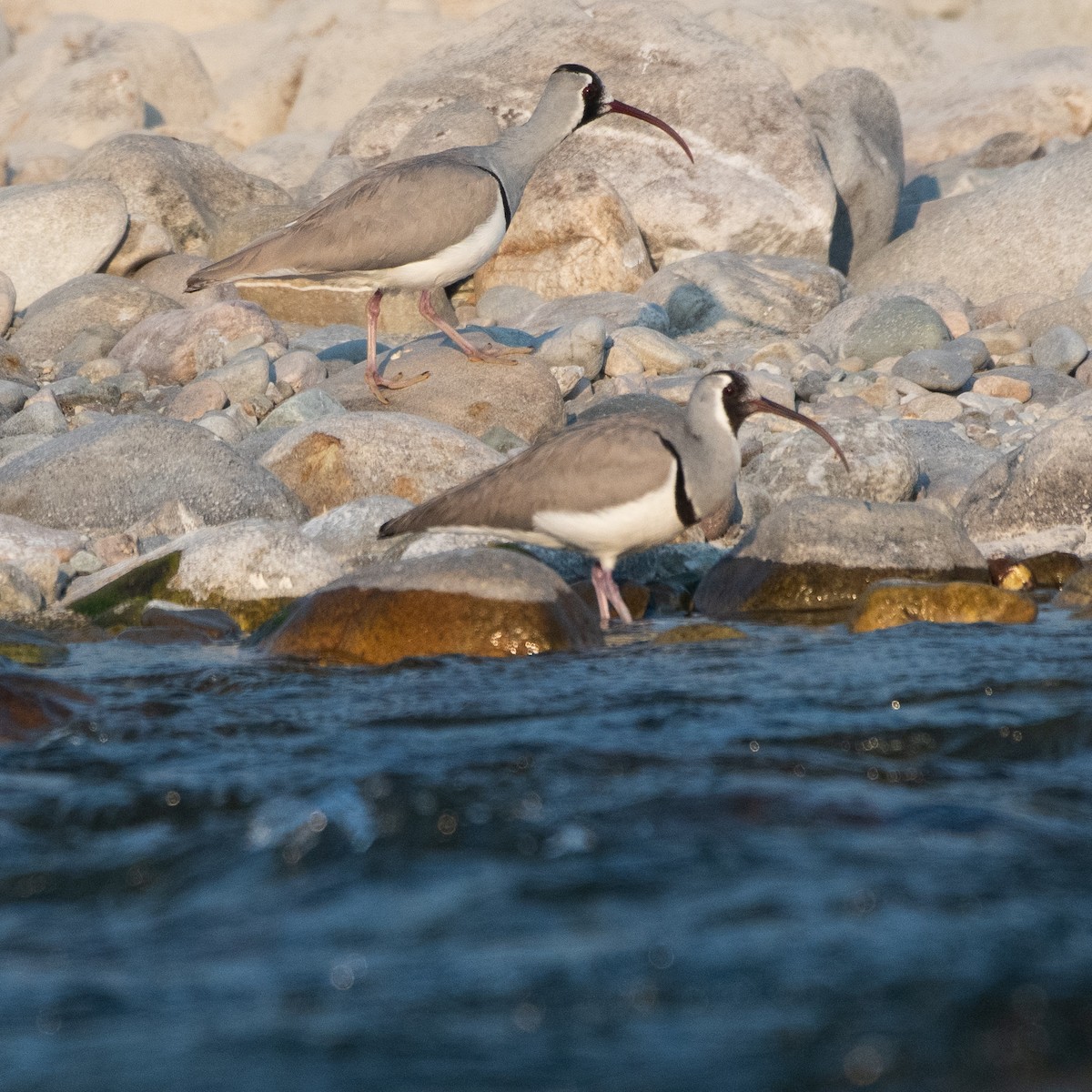 Ibisbill - ML647007281