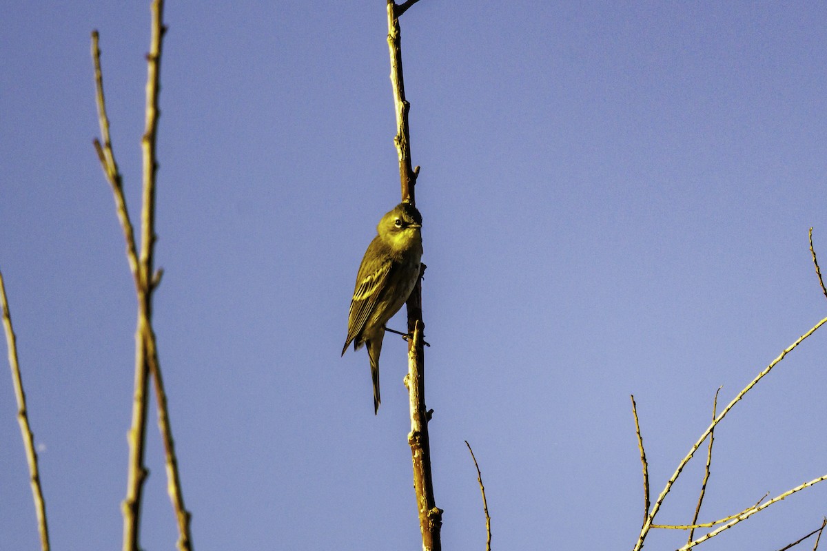 Yellow-rumped Warbler - ML647007282