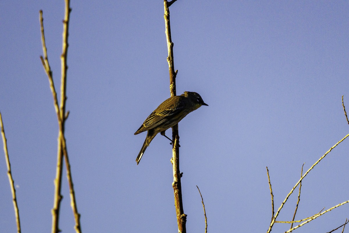 Yellow-rumped Warbler - ML647007283