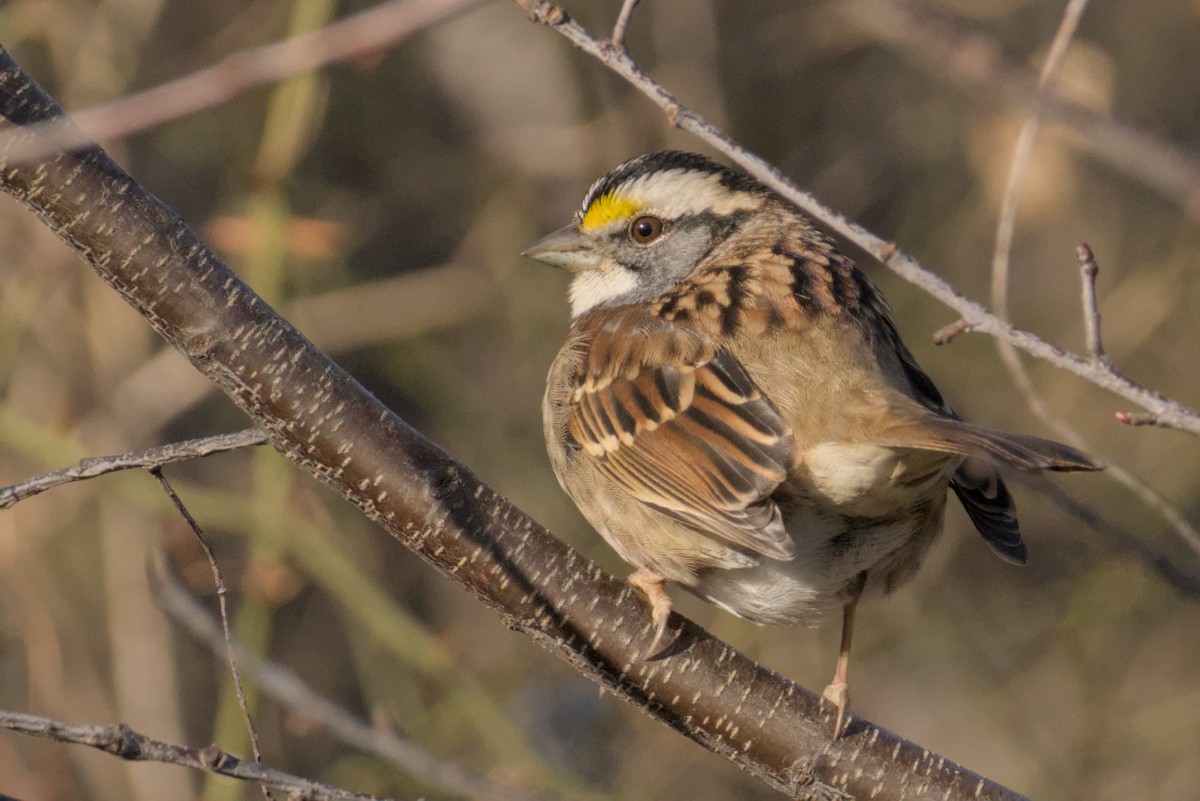 White-throated Sparrow - ML647007284