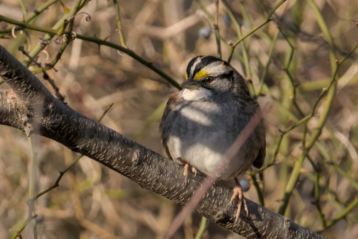 White-throated Sparrow - ML647007285
