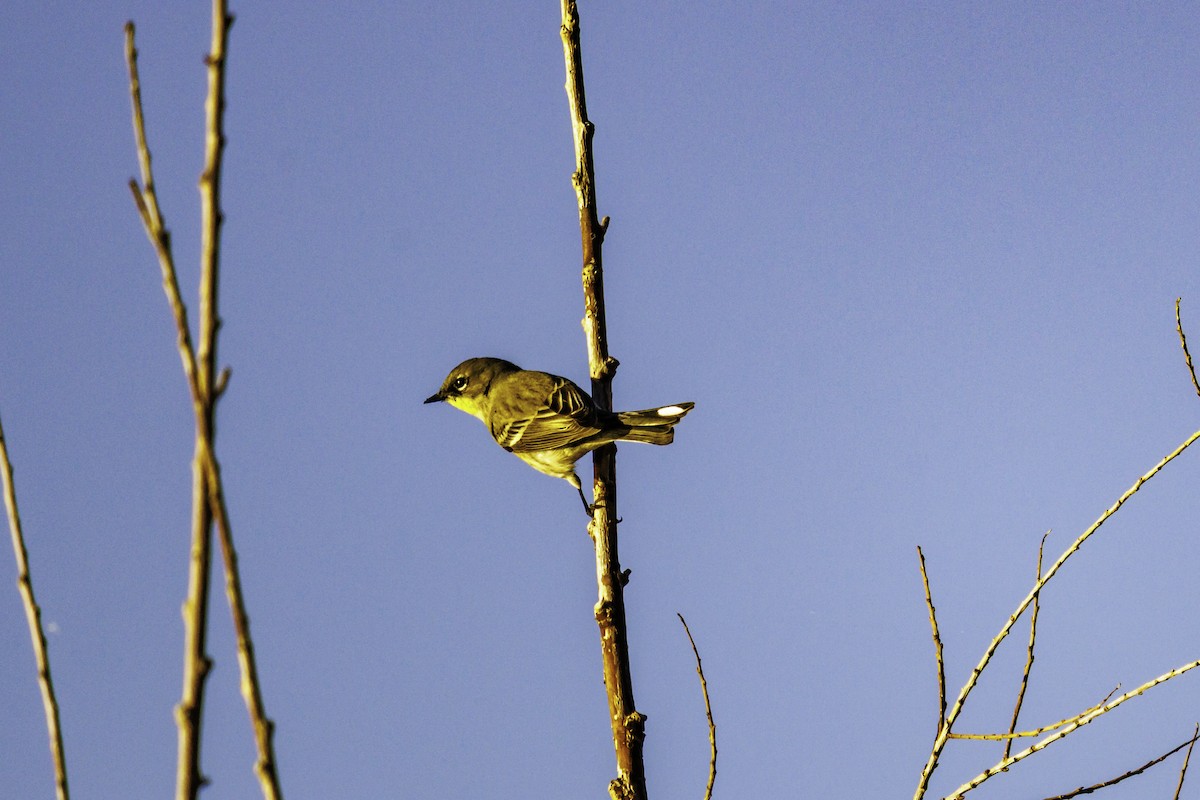 Yellow-rumped Warbler - ML647007286
